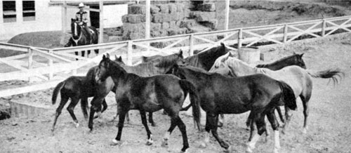 Gene with a group of blooded stock at his Melody Ranch.
